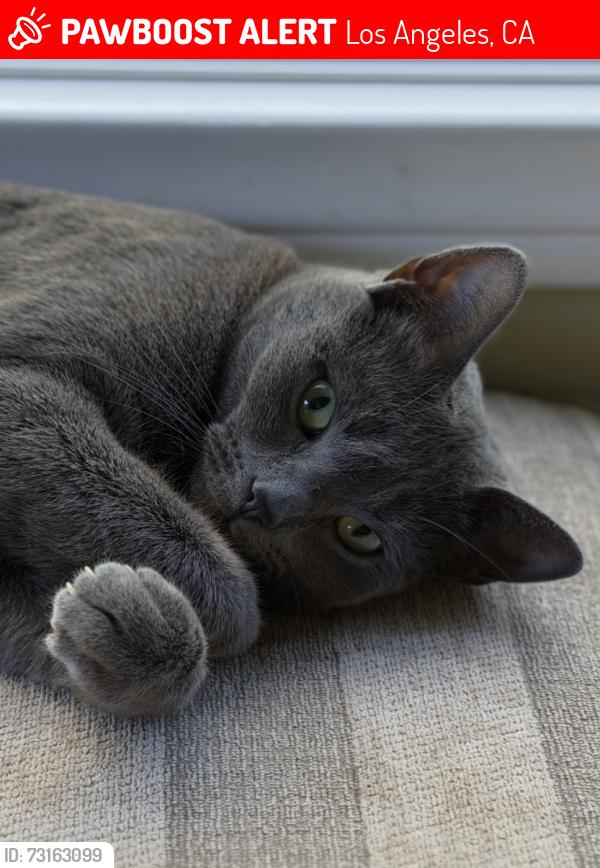 Lost Female Cat last seen Califa & Kentlands, Los Angeles, CA 91367