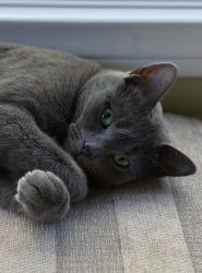 Lost Female Cat last seen Califa & Kentlands, Los Angeles, CA 91367