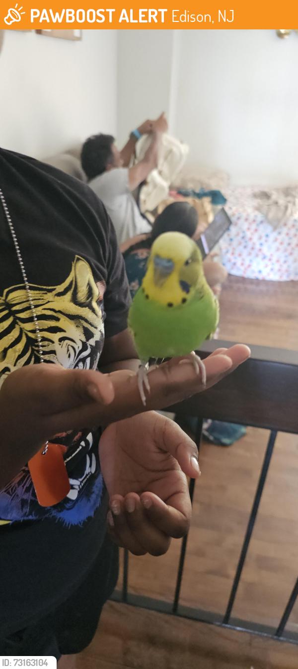 Found/Stray Male Bird last seen It was near a bike path, Edison, NJ 08817