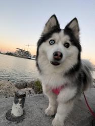 Lost Female Dog last seen Near Seaton Pl NE, Washington, DC 20002, Washington, DC 20002