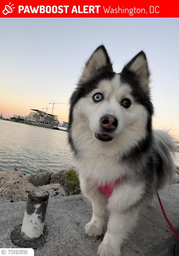 Lost Female Dog last seen Near Seaton Pl NE, Washington, DC 20002, Washington, DC 20002