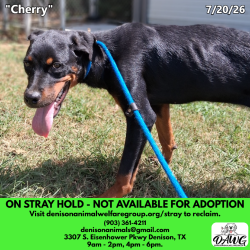 Shelter Stray Female Dog last seen , 3307 S Eisenhower Pkwy, Denison, TX 75020, USA