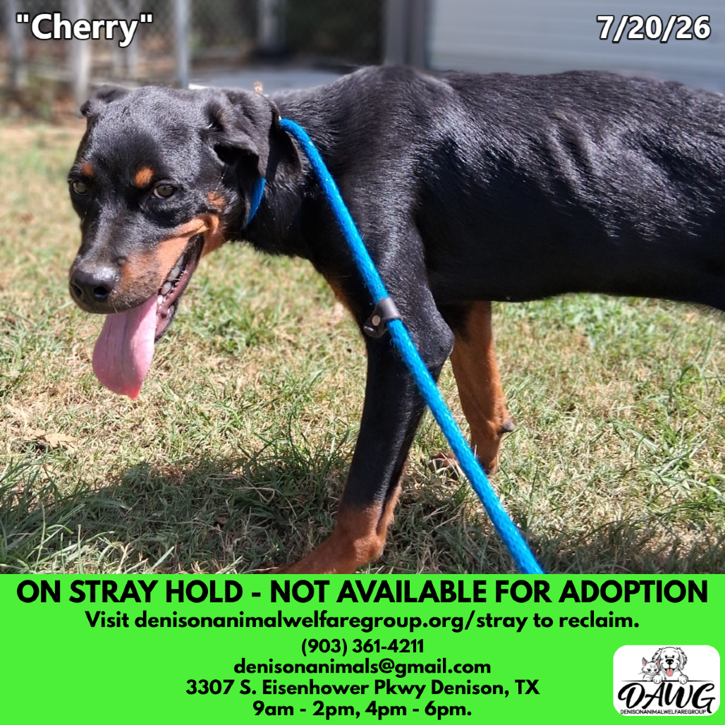 Shelter Stray Female Dog last seen , 3307 S Eisenhower Pkwy, Denison, TX 75020, USA