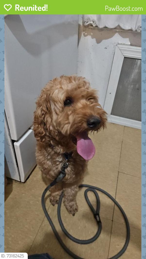 Reunited Male Dog last seen Challenge Charter School, Queens, NY 11691