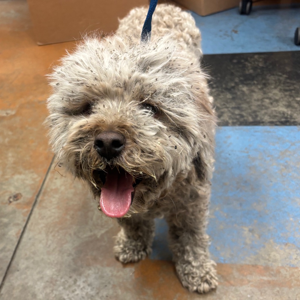 Shelter Stray Male Dog last seen , 2350 Appling City Cove, Memphis, TN 38133, USA