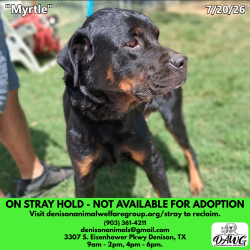 Shelter Stray Female Dog last seen , 3307 S Eisenhower Pkwy, Denison, TX 75020, USA