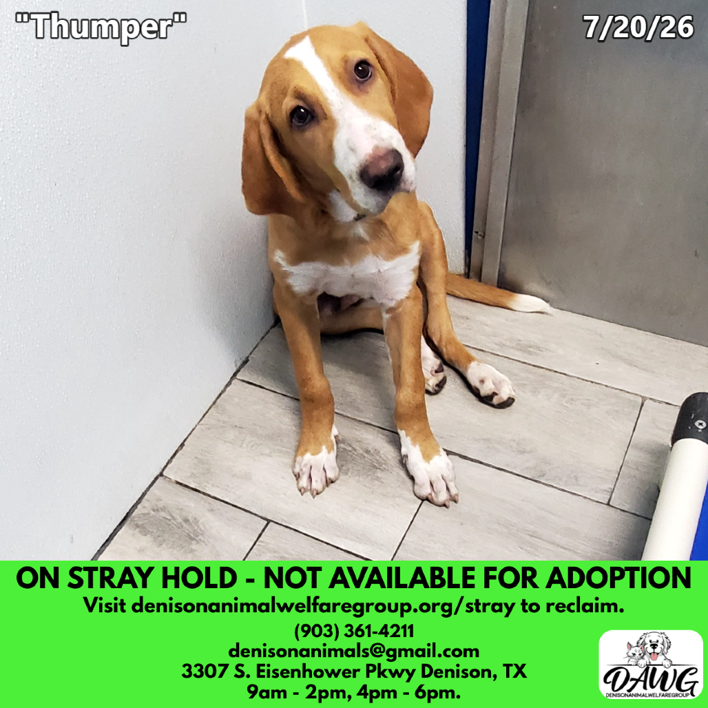 Shelter Stray Male Dog last seen , 3307 S Eisenhower Pkwy, Denison, TX 75020, USA