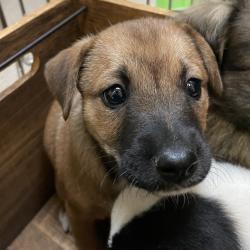 Shelter Stray Unknown Dog last seen , 361 S Raymond Ave, Pasadena, CA 91105, USA