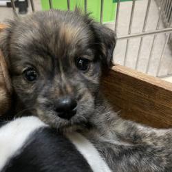 Shelter Stray Unknown Dog last seen , 361 S Raymond Ave, Pasadena, CA 91105, USA