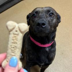 Shelter Stray Female Dog last seen , 4500 N Access Rd, Chattanooga, TN 37415, USA