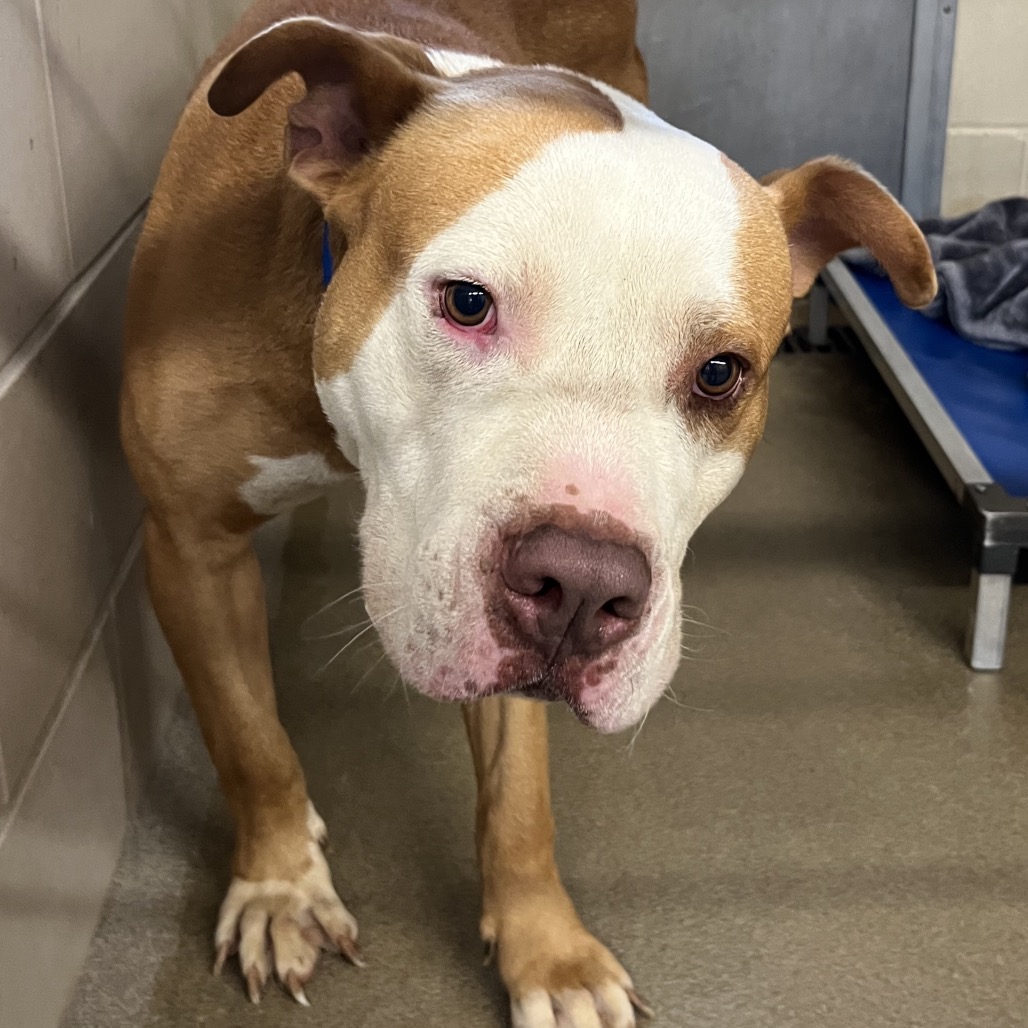 Shelter Stray Male Dog last seen , 4500 N Access Rd, Chattanooga, TN 37415, USA