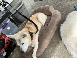 Reunited Female Dog last seen Near Lillian Dr, Wren, OR off of Cardwell hill drive between Lumos and Cardwell Hill vinyards., Philomath, OR 97370