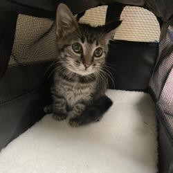 Shelter Stray Female Cat last seen , 4900 Milgen Rd, Columbus, GA 31907, USA