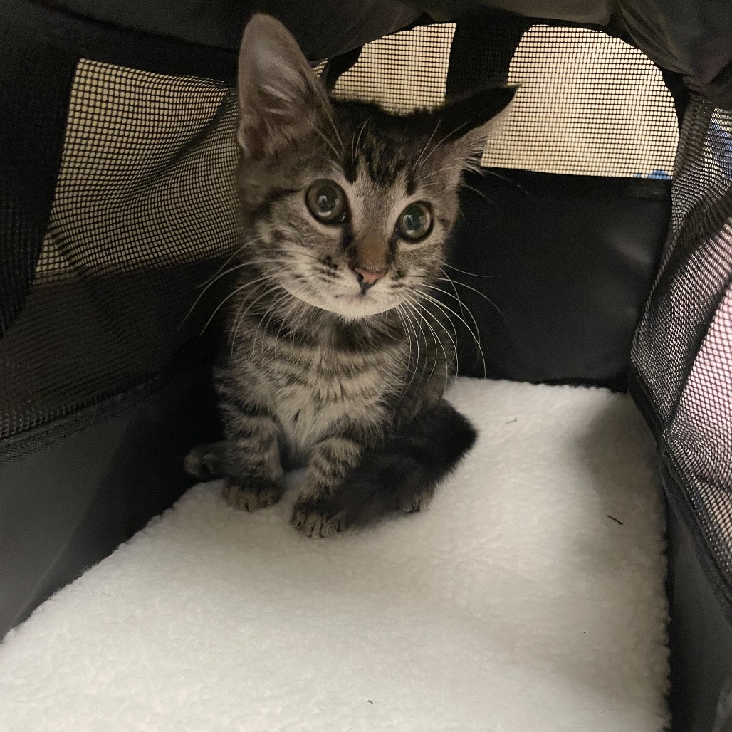 Shelter Stray Female Cat last seen , 4900 Milgen Rd, Columbus, GA 31907, USA