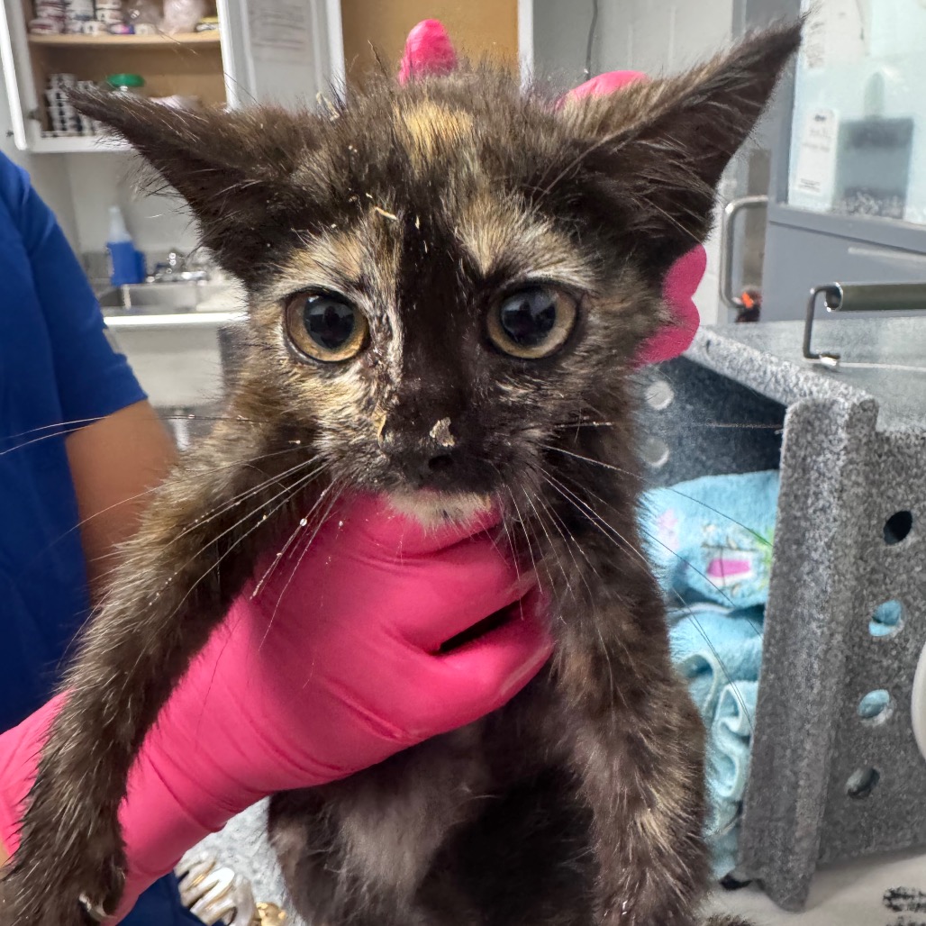 Shelter Stray Female Cat last seen , 328 Furman Hall Rd, Greenville, SC 29609, USA
