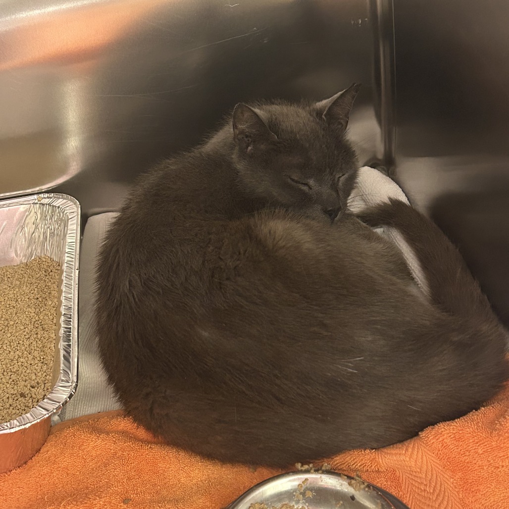 Shelter Stray Male Cat last seen , 14 Forever Friend Ln, Asheville, NC 28806, USA