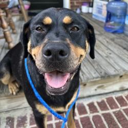 Shelter Stray Female Dog last seen , 980 Guilford College Rd, Greensboro, NC 27409, USA