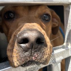 Shelter Stray Female Dog last seen , 980 Guilford College Rd, Greensboro, NC 27409, USA