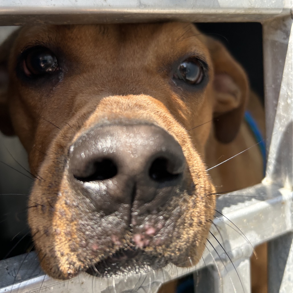 Shelter Stray Female Dog last seen , 980 Guilford College Rd, Greensboro, NC 27409, USA
