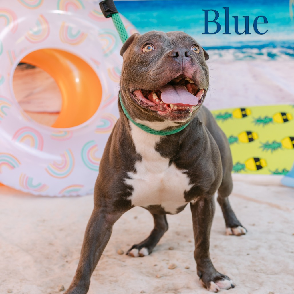 Shelter Stray Male Dog last seen , Animal Care & Control Team of Philly, 111 W Hunting Park Ave, Philadelphia, PA 19140, USA