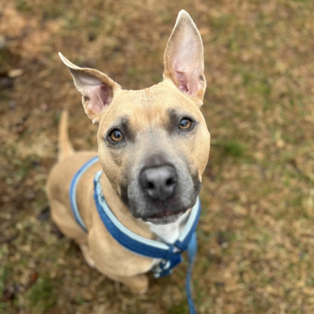 Shelter Stray Female Dog last seen , 1211 Old Graves Mill Rd, Lynchburg, VA 24502, USA