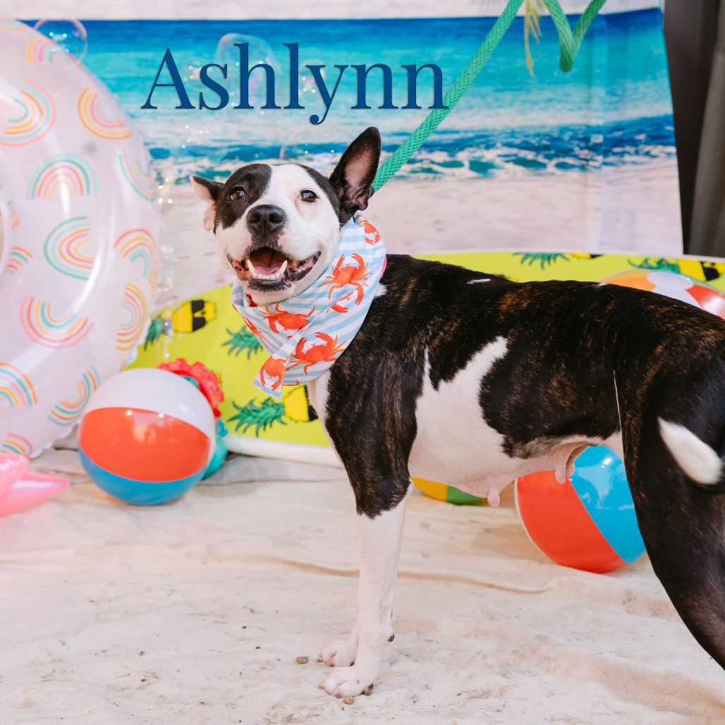 Shelter Stray Female Dog last seen , Animal Care & Control Team of Philly, 111 W Hunting Park Ave, Philadelphia, PA 19140, USA