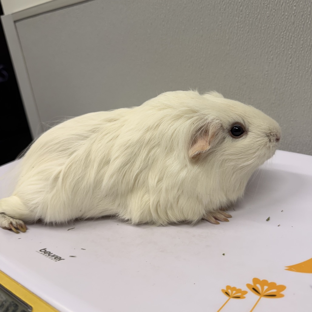 Shelter Stray Female Other last seen , 3607 N Armenia Ave, Tampa, FL 33607, USA
