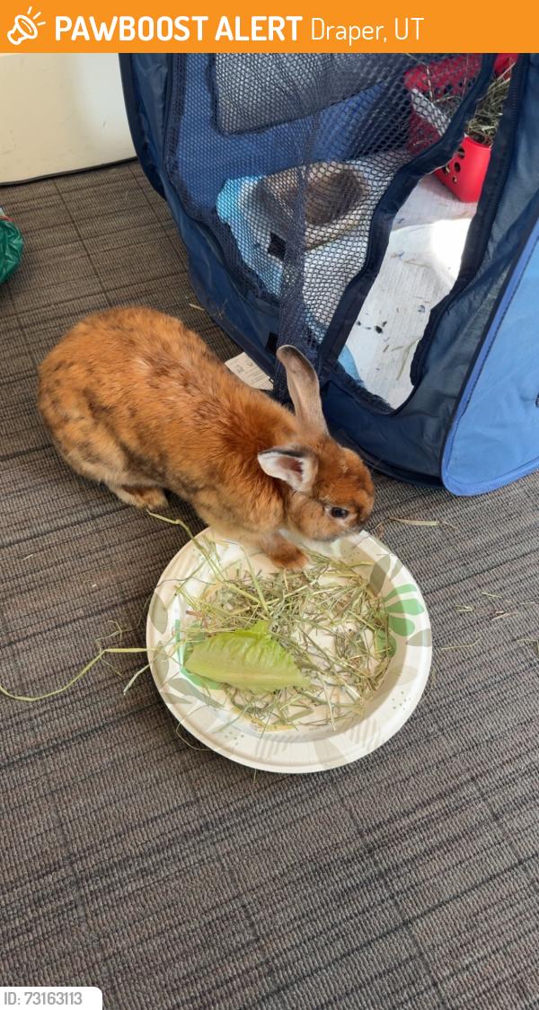 Found/Stray Unknown Rabbit last seen Near Draper Post office, Draper, UT 84020