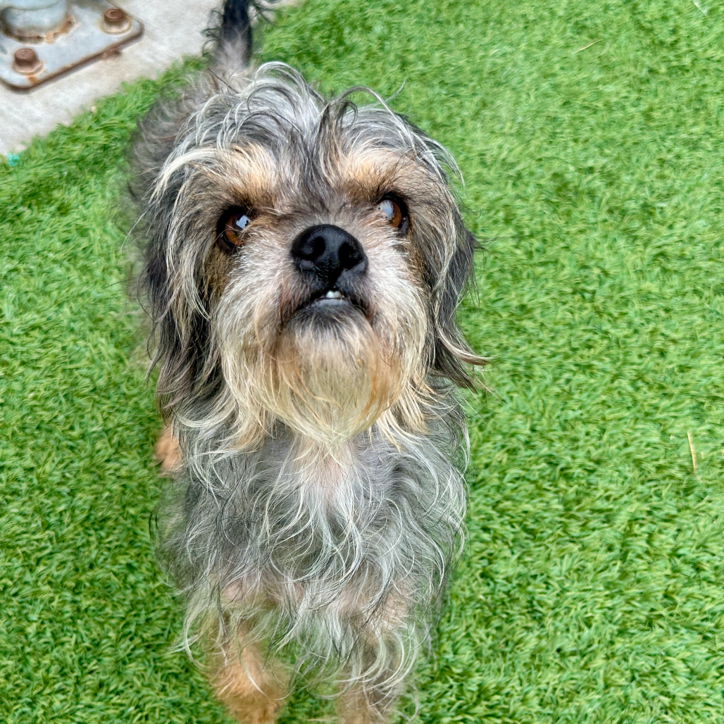 Shelter Stray Female Dog last seen , 21800 Central Ave, Matteson, IL 60443, USA