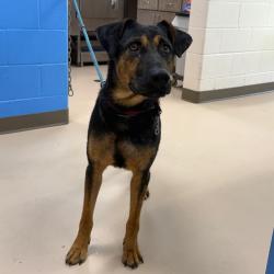 Shelter Stray Male Dog last seen , 901 N Haverty St, Pine Bluff, AR 71601, USA