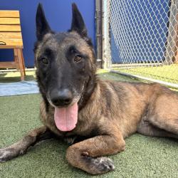 Shelter Stray Male Dog last seen , 12910 Yukon Ave, Hawthorne, CA 90250, USA