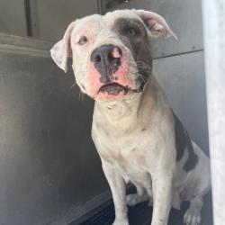 Shelter Stray Female Dog last seen , 2451 N Expressway 281, Edinburg, TX 78541, USA