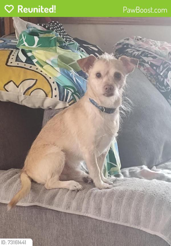 Reunited Male Dog last seen River's Edge III, Rio Rancho, NM 87144