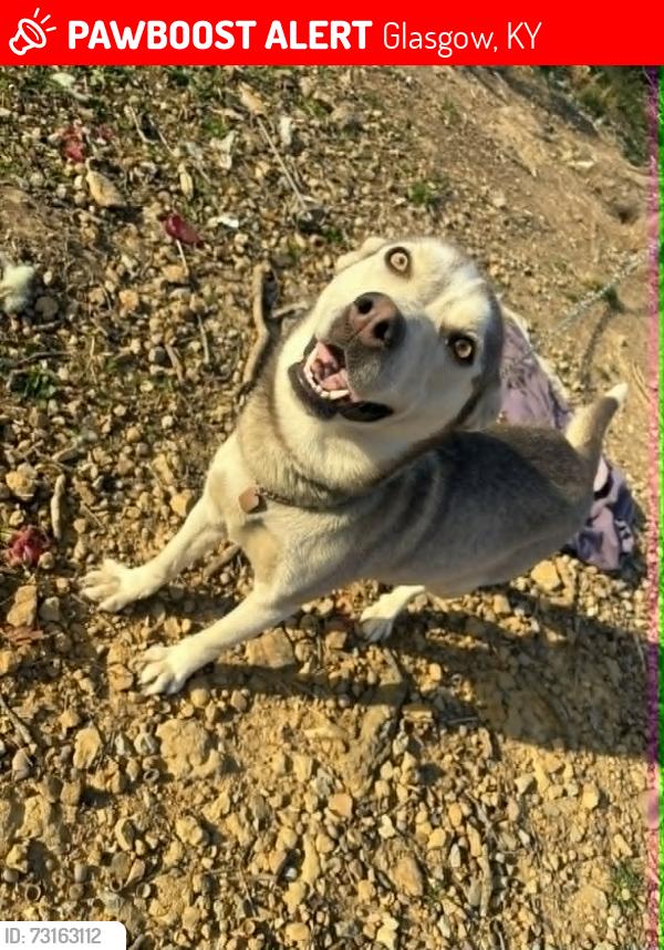 Lost Female Dog last seen Yoder hills, Glasgow, KY 42141