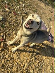 Lost Female Dog last seen Yoder hills, Glasgow, KY 42141