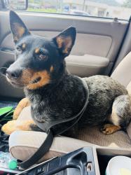 Found/Stray Female Dog last seen Found in Guntersville State Park at head of Cutchenmine trail, Guntersville, AL 35951