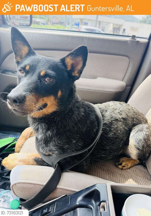 Found/Stray Female Dog last seen Found in Guntersville State Park at head of Cutchenmine trail, Guntersville, AL 35951