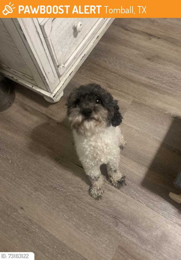 Found/Stray Male Dog last seen Near and Tomball cemetery, Tomball, TX 77377