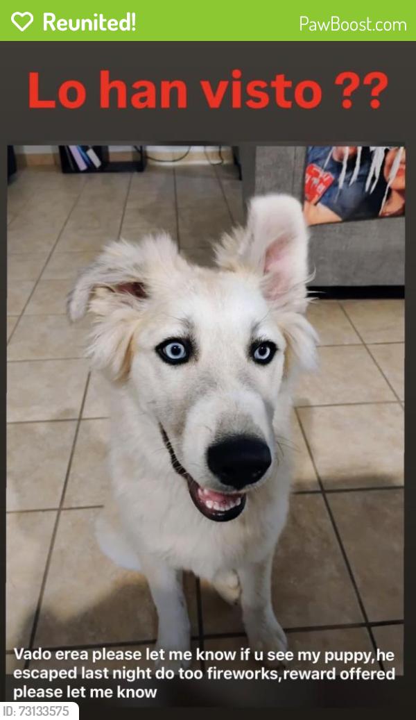 Reunited Male Dog last seen Vado school, Vado gas station, hwy, Vado, NM 88072