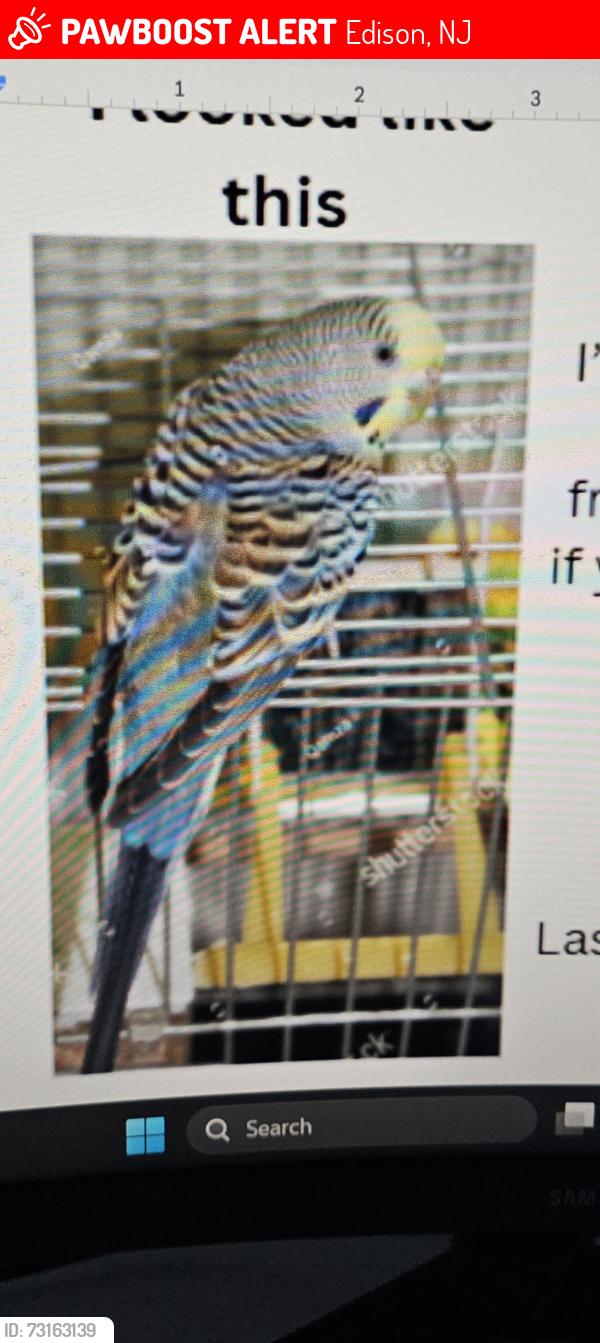 Lost Male Bird last seen On a bush, Edison, NJ 08817