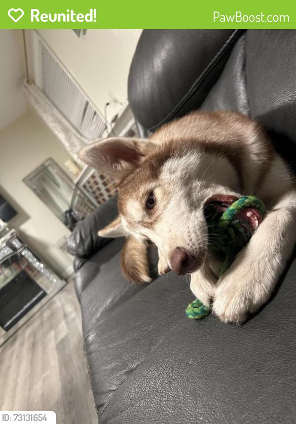 Reunited Male Dog last seen Hunters trace, Jeffersonville, IN 47130