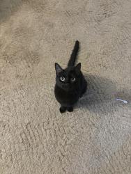 Lost Female Cat last seen Seven Points (Sunbury), Sunbury, PA 17801