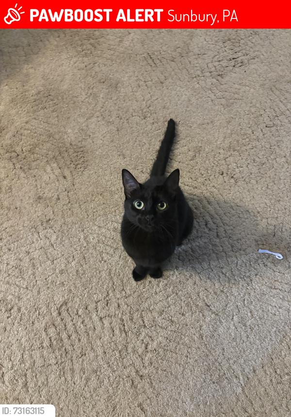 Lost Female Cat last seen Seven Points (Sunbury), Sunbury, PA 17801