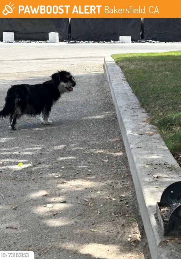 Found/Stray Female Dog last seen Giumarra Vineyards, Bakersfield, CA 93307