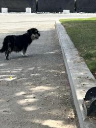 Found/Stray Female Dog last seen Giumarra Vineyards, Bakersfield, CA 93307