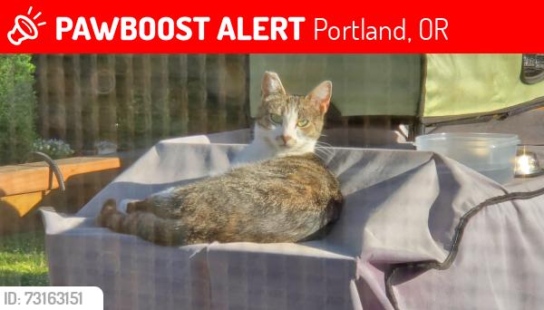 Lost Female Cat last seen Mill Creek and Cornell, Portland, OR 97229