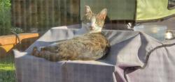 Lost Female Cat last seen Mill Creek and Cornell, Portland, OR 97229