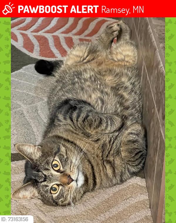 Lost Male Cat last seen HWY 47, Ramsey, MN 55303