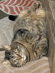 Lost Male Cat last seen HWY 47, Ramsey, MN 55303