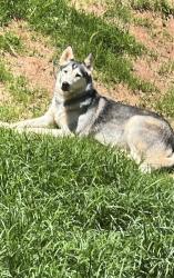 Lost Female Dog last seen Erwin high school, Asheville, NC 28806